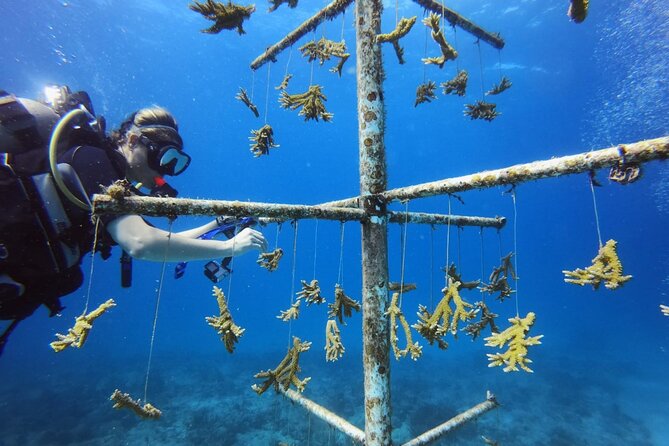 DiveCarib - An Eco-Friendly Certified Diver Trip in Antigua - Equipment Details: Tank Specs and How the Timing Works