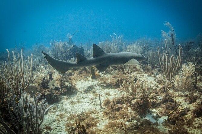 DiveCarib - An Eco-Friendly Certified Diver Trip in Antigua - In the Water: Safety Checks and the Lead Guide’s Role