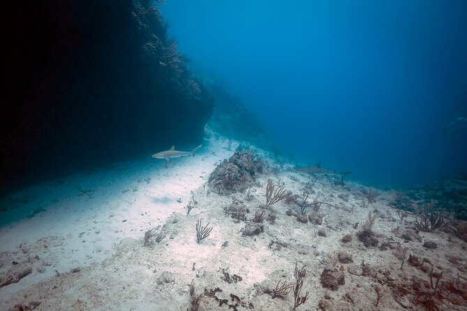 DiveCarib - An Eco-Friendly Certified Diver Trip in Antigua - What You’ll Actually See: Marine Life With Boundaries