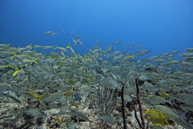 DiveCarib - An Eco-Friendly Certified Diver Trip in Antigua - Eco-Friendly Certification: What It Means for Your Experience