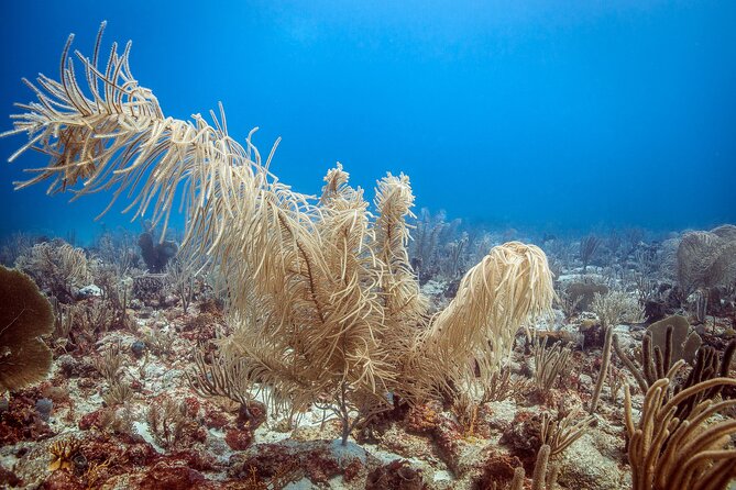 DiveCarib - An Eco-Friendly Certified Diver Trip in Antigua - Who This Suits Best (And Who Should Skip or Ask Questions)