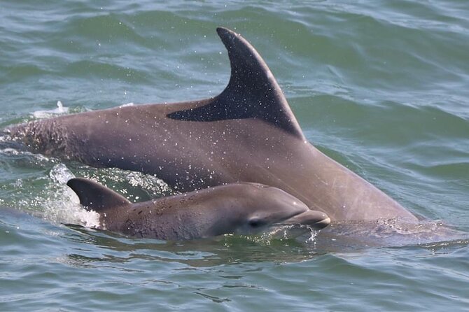 Dolphin and Bird Watching Ecotour Cruise - Dolphin sightings and bird watching: how the crew keeps it engaging