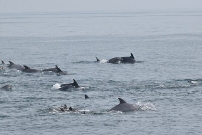 Dolphin and Bird Watching Ecotour Cruise - What you’ll do during the time on the water