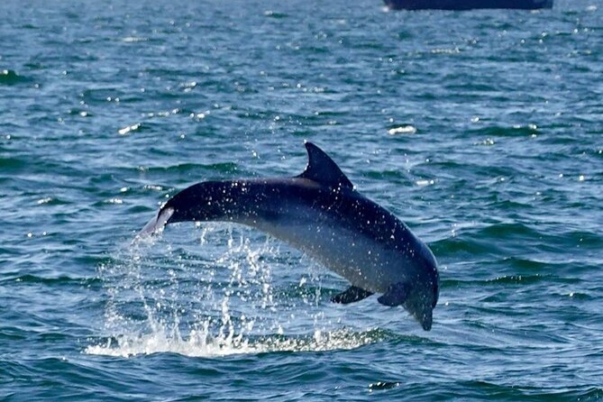 Dolphin Discovery Eco Tour - Key highlights at a glance