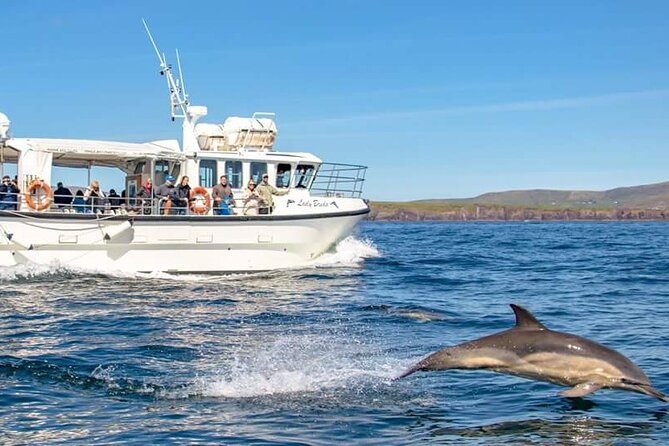 Dolphin Discovery Eco Tour - Why this Dingle dolphin tour feels worth the money