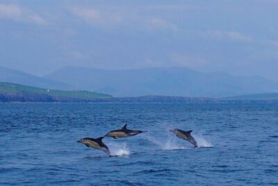 Dolphin Discovery Eco Tour - 350-million-year cliffs: the scenery that doesn’t depend on dolphins
