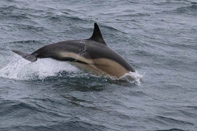 Dolphin Discovery Eco Tour - Weather, sea conditions, and what to pack for a comfortable ride