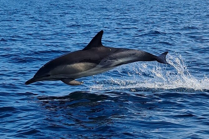 Dolphin Discovery Eco Tour - Where you meet and how the timing works