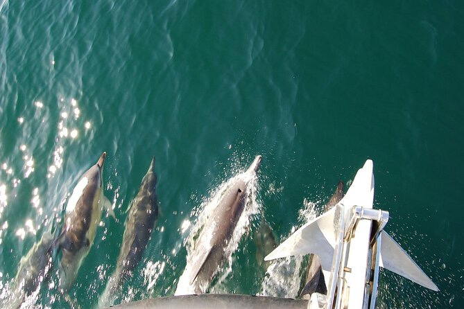 Dolphin Discovery Eco Tour - Group size and the view problem (a real consideration)