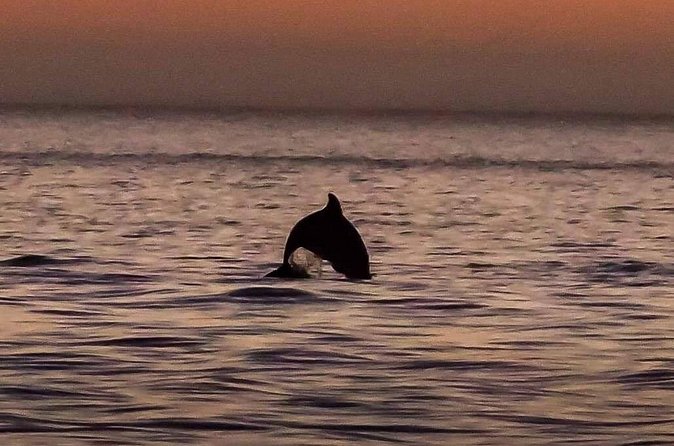 Dolphin Watching Nature Cruise and Eco Tour from Hubbard's Marina in John's Pass - Madeira Beach scenery and wildlife moments with real narration