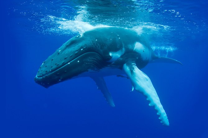 Dunsborough Whale Watching Eco Tour - Whale Seasons Around Dunsborough: When to Expect Humpbacks, Rights, and Blues