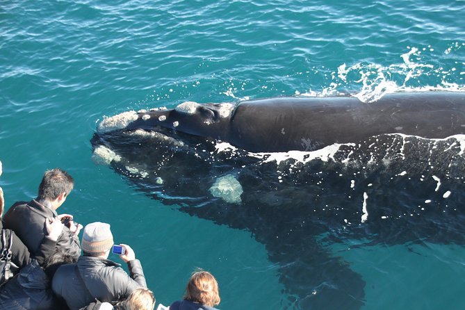 Dunsborough Whale Watching Eco Tour - The On-Board Experience: Tea, Snacks, and Meaningful Commentary