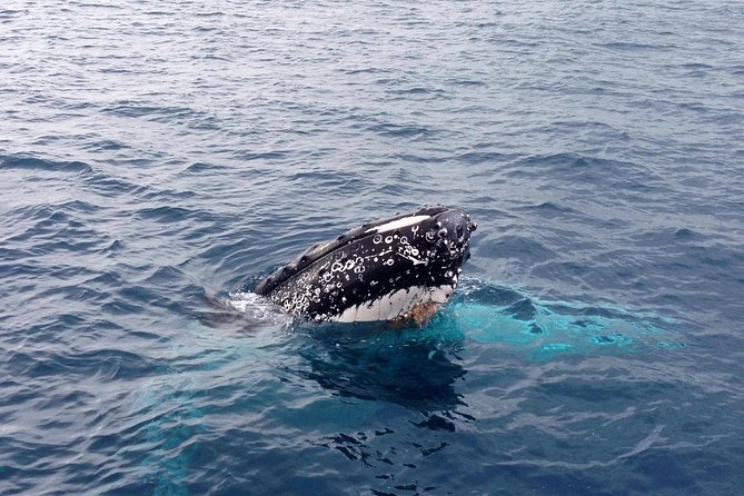 Dunsborough Whale Watching Eco Tour - Seasickness and Comfort: How to Prepare for a 2.5-Hour Sea Day