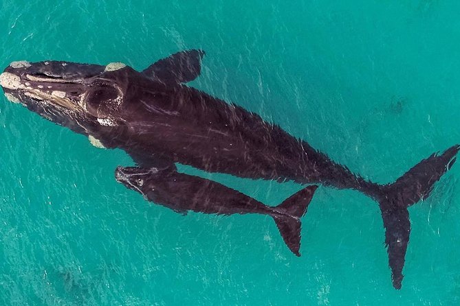 Dunsborough Whale Watching Eco Tour - Whale Viewing Value at About $75: What You’re Paying For