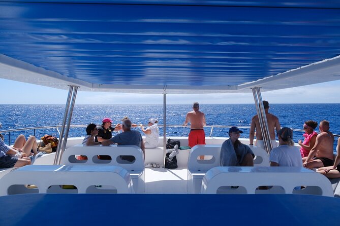 Eco-Friendly Catamaran Dolphin and Whale Watching - Quick hits: what makes this whale and dolphin cruise work