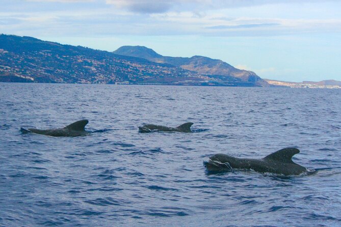 Eco-Friendly Catamaran Dolphin and Whale Watching - Comfort on board: where to sit, how to dress, and what to expect