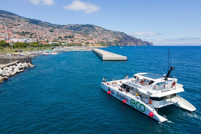 Eco-Friendly Catamaran Dolphin and Whale Watching - Timing and wildlife viewing: the 2.5–3 hour balancing act