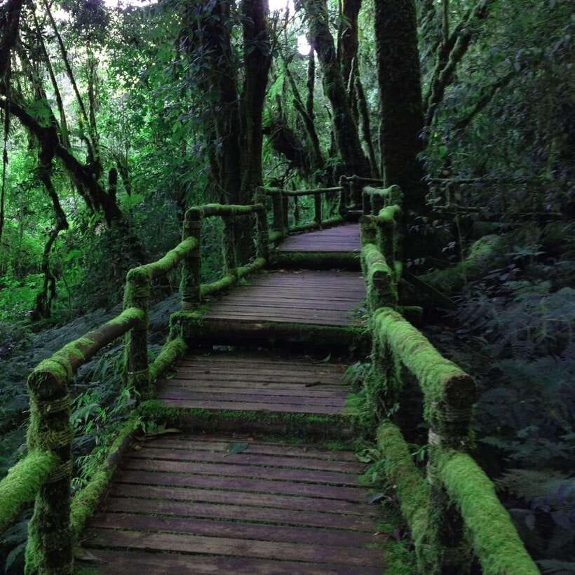 Eco-Friendly: Doi Inthanon & Pha Dok Siew Trekking Day Trip - Lunch in the park area and what to do with your energy