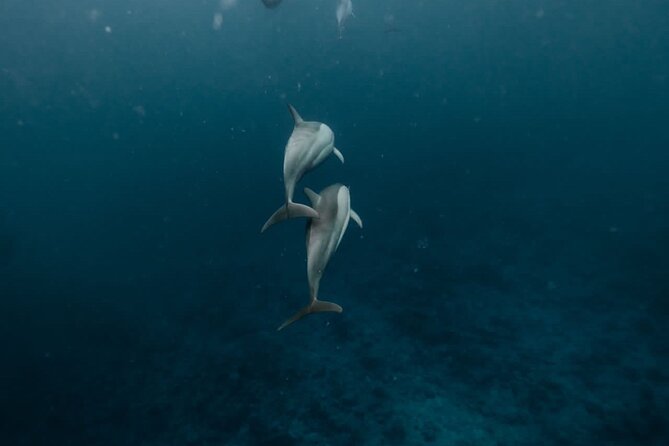 Eco-friendly Dolphin Watching Tour in Mauritius - Key highlights worth planning for