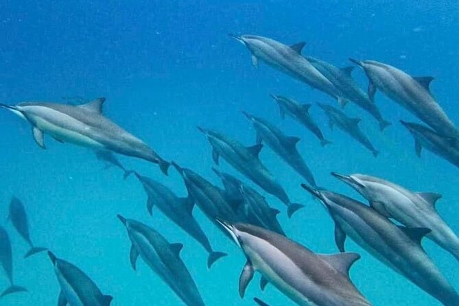 Eco-friendly Dolphin Watching Tour in Mauritius - A private dolphin-and-whale mission from Le Morne