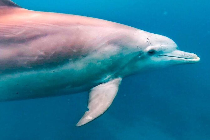 Eco-friendly Dolphin Watching Tour in Mauritius - Ben and Jeff on the water: why the crew’s approach matters