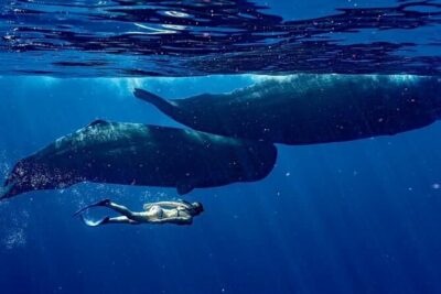Eco-friendly Dolphin Watching Tour in Mauritius - Crystal Rock: the scenic stop before the wildlife hunt