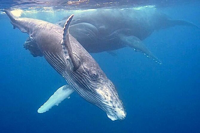 Eco-friendly Dolphin Watching Tour in Mauritius - What if you only see dolphins, or the weather isn’t perfect?