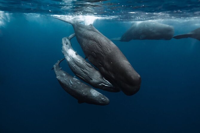 Eco-friendly Dolphin Watching Tour in Mauritius - Who should book this eco-friendly dolphin and snorkeling tour?