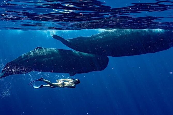 Eco-friendly Dolphin Watching Tour in Mauritius - Crystal Rock: the scenic stop before the wildlife hunt
