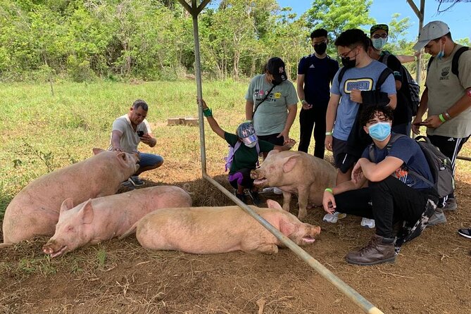 Eco Friendly Farming Tour to Explore Dorado's Most Beautiful Farm - Regenerative farming, in plain terms: why this matters for what you buy