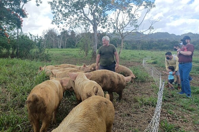 Eco Friendly Farming Tour to Explore Dorado's Most Beautiful Farm - What to bring: closed shoes, sun protection, and a “mud plan”
