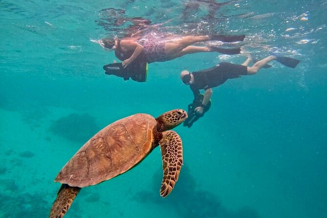 Eco Friendly Sea Scooter Turtle Tour in Rarotonga - Key Highlights That Matter on This Turtle Scooter Tour