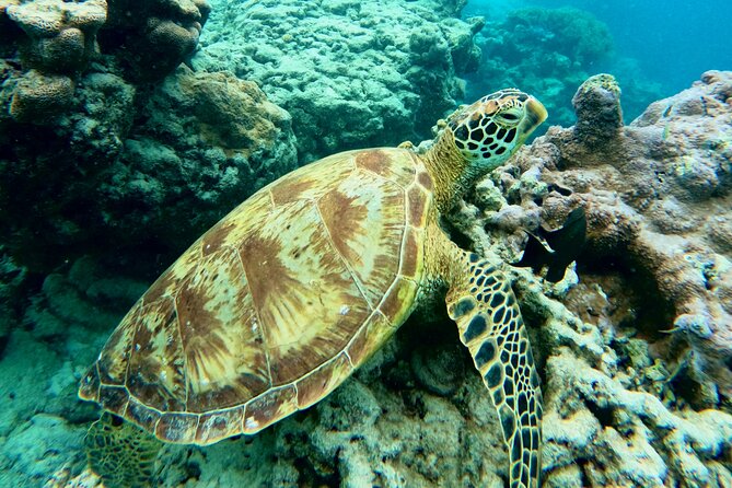Eco Friendly Sea Scooter Turtle Tour in Rarotonga - Eco-Friendly Sea Scooters and How to Respect Marine Life
