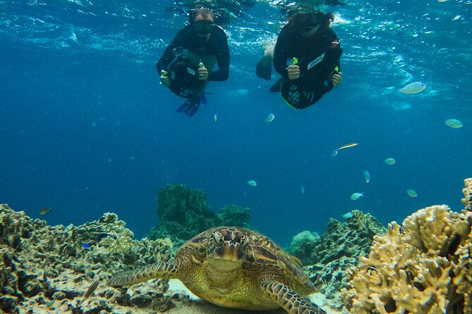 Eco Friendly Sea Scooter Turtle Tour in Rarotonga - Price and Timing: Is $111.70 Good Value?