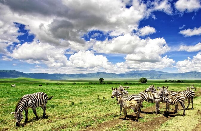 Elephant Safari Tanzania 4 Days **Sustainable Approach to Travel - Key highlights I think you’ll care about