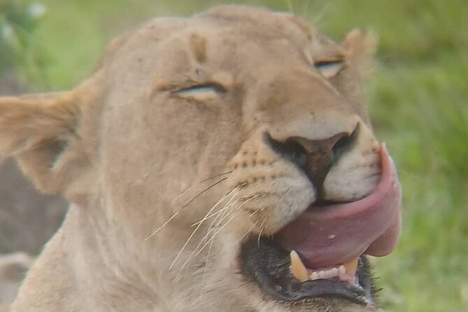 Elephant Safari Tanzania 4 Days **Sustainable Approach to Travel - Ngorongoro Conservation Area: crater day one and what to watch for
