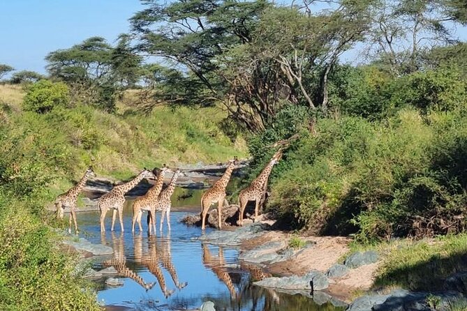 Elephant Safari Tanzania 4 Days **Sustainable Approach to Travel - A full day in Serengeti: picnic lunch and more chances to spot the big stuff