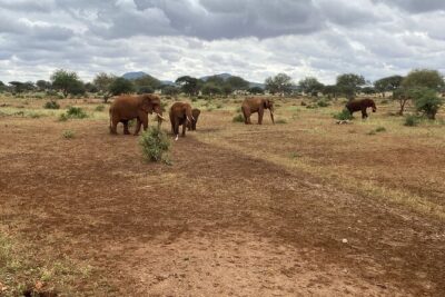Elephant Safari Tanzania 4 Days **Sustainable Approach to Travel - Serengeti transfer and first-drive energy on day two