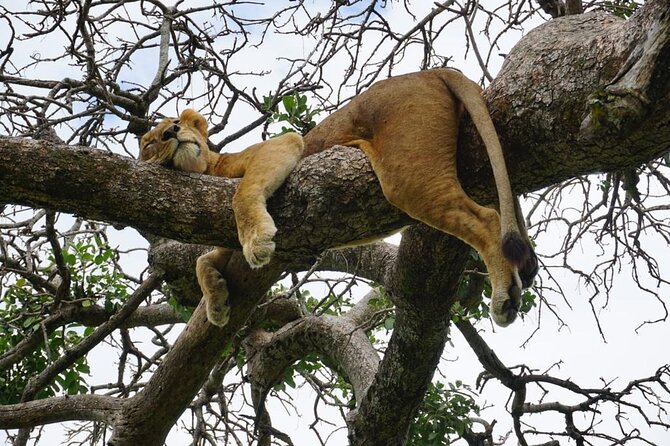 Elephant Safari Tanzania 4 Days **Sustainable Approach to Travel - Day four half-day game drive and the return to Arusha or Moshi