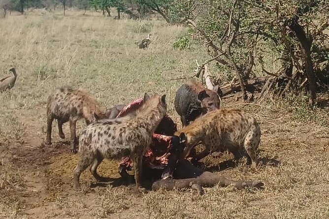 Elephant Safari Tanzania 4 Days **Sustainable Approach to Travel - Maasai village plus Olduvai Gorge: culture you can actually place in context