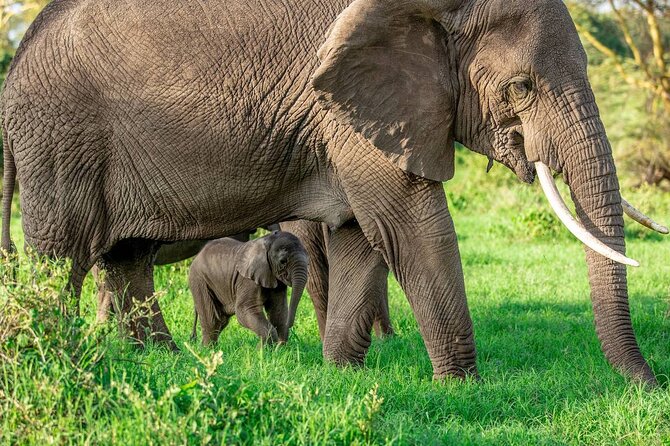 Elephant Safari Tanzania 4 Days **Sustainable Approach to Travel - Vehicles, pace, and group size: comfort for long savanna hours