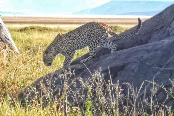 Elephant Safari Tanzania 4 Days **Sustainable Approach to Travel - Price check: is $1,500 per person fair for what’s included?