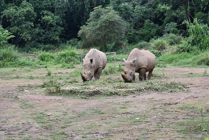 Entebbe Eco Tour - Full Day - Transportation and timing: why the 4WD minibus matters