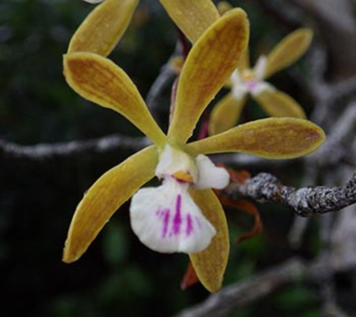 Everglades: Everglades Alligators and Orchids Kayak Eco Tour - Key highlights to aim for