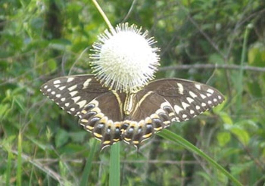 Everglades: Everglades Alligators and Orchids Kayak Eco Tour - A Kayak Tour That Feels Like a Nature Lesson