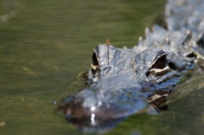 Everglades: Everglades Alligators and Orchids Kayak Eco Tour - Meeting at the Kayak Trailer: The Smoothest Part of Your Day