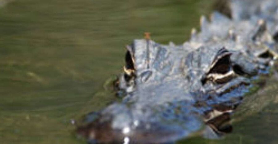 Everglades: Everglades Alligators and Orchids Kayak Eco Tour - Timing: When the Everglades Gives You the Best Shots