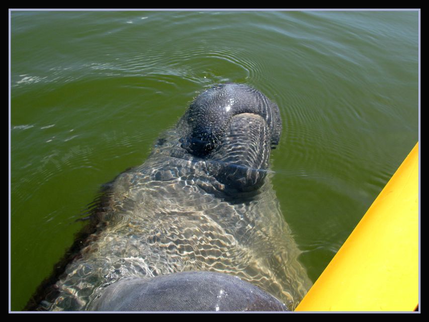Everglades National Park 3-Hour Kayak Eco Tour - Price and value: what $164 buys you in the real world