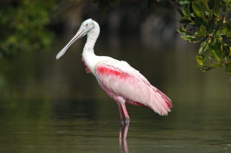 Everglades National Park 3-Hour Kayak Eco Tour - Who this Everglades kayak eco tour fits best