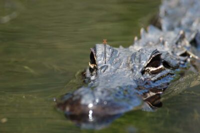 Everglades National Park: Mangrove Tunnel Kayak Eco-Tour - The 3-Hour Route: From Tamiami Trail to Park Waterways